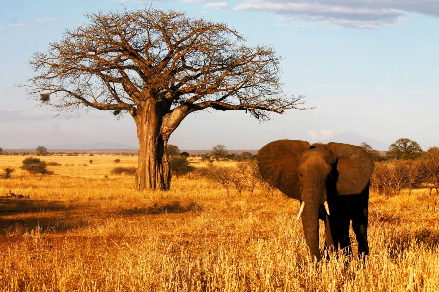 Tarangire national park, elephant, Savana, Africa, tanzania, game drive,