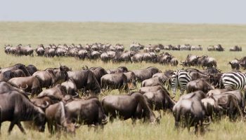 9 Days Northern Tanzania Safari Adventure