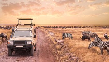 10 Days The Best of Tanzania Wildlife Safari